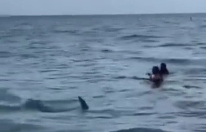 VIDEO: Captan tiburón en playa de Miami Beach