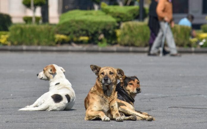Reportan la muerte de 12 perros envenenados en Talpa de Allende, Jalisco