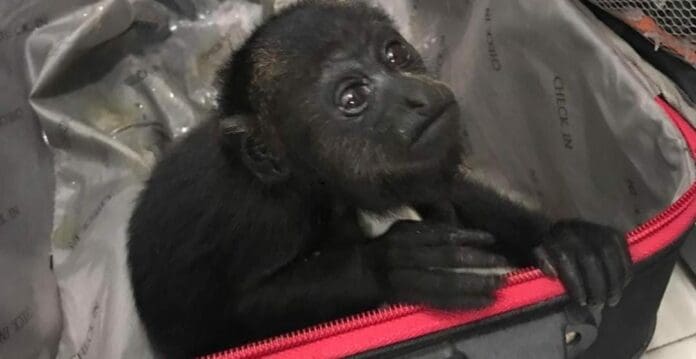 Las lluvias no han ayudado a la población de monos aulladores en el sureste de México. Han fallecido 234 ejemplares por golpe de calor.