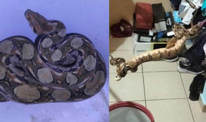 Localizaron una boa constrictora no venenosa de dos metros de largo al interior de un domicilio particular en Tuxtla Gutiérrez, Chiapas.