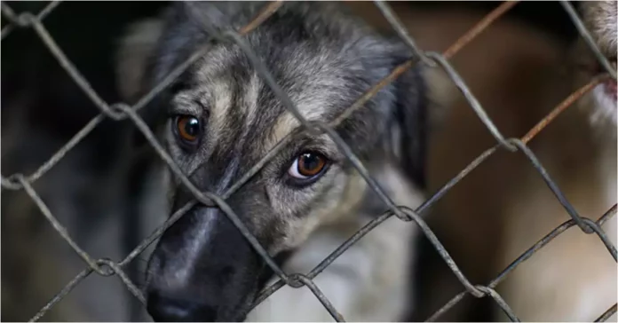 VIDEO: Mujer arrastra a perrito muerto en calles de CDMX