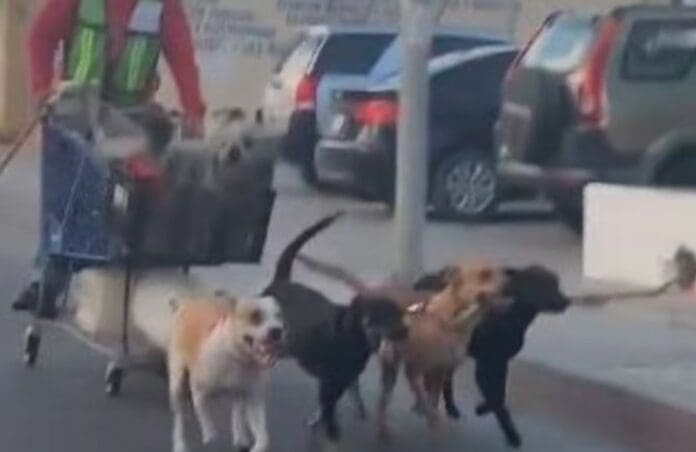 Video: Captan a hombre paseando en un carrito de supermercado jalado por perros en Baja California
