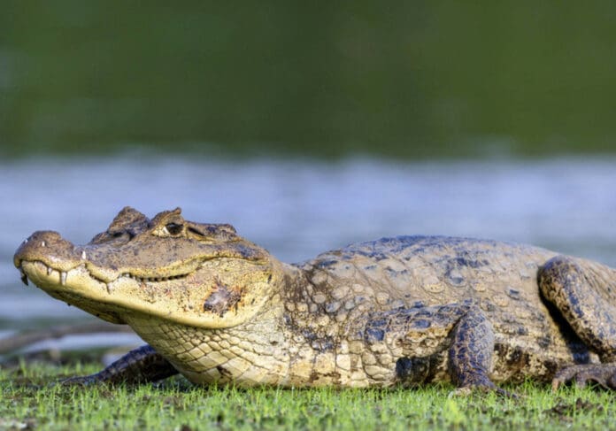 Video: Enorme cocodrilo fue captado dando 