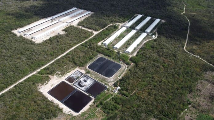 Amenaza megagranja a laguna de la zona maya de Quintana Roo