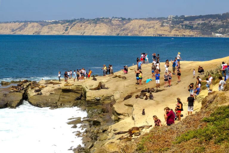 Ahuyentan animales marinos a turistas de “su playa” La Jolla, en San Diego