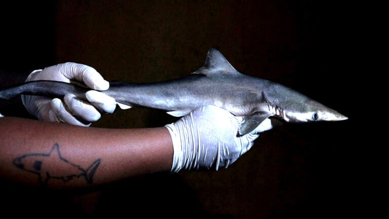 Tiburones frente a las costas de Brasil dan positivo a cocaína