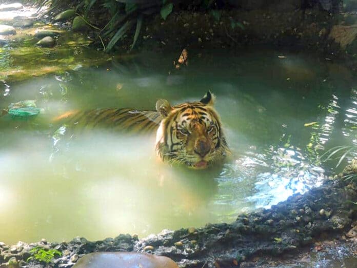 Muere el tigre de bengala Braulio en el área protegida de Yumka, en Tabasco