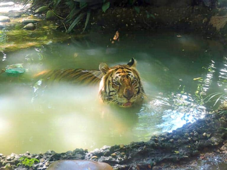 Muere el tigre de bengala Braulio en el área protegida de Yumka, en Tabasco