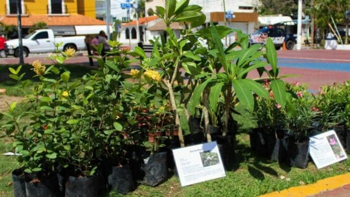 Kilo Verde y Croquetón llegará al centro y Villas del Sol