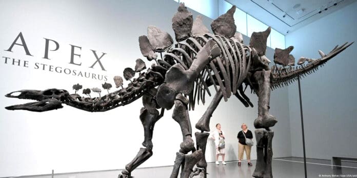 Esqueleto de dinosaurio Apex, el fósil más valioso de la historia: 44.6 mdd