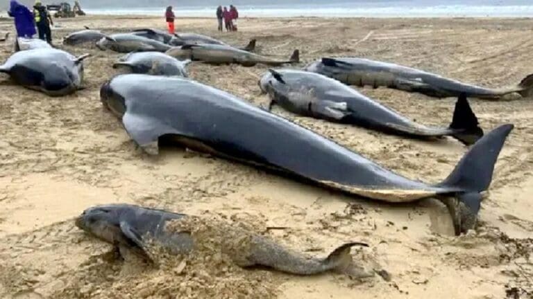 Varan 77 ballenas piloto en isla de Escocia; mueren 65