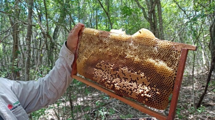 “Emergencia apícola” en Campeche; plaguicidas matan a casi 30 millones de abejas