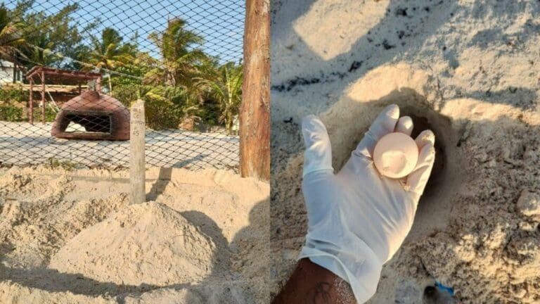 Se resguardaron 70 nidos de tortugas tras el paso de “Beryl” en Playa del Carmen