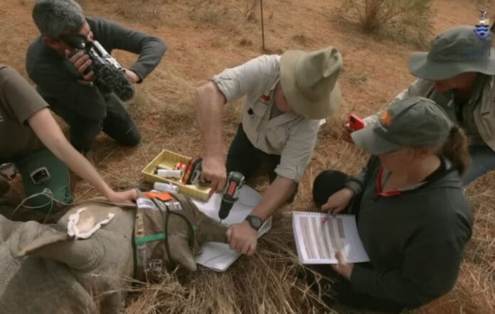 Inyectan material radiactivo a cuernos de rinocerontes vivos contra caza furtiva y comercio ilegal