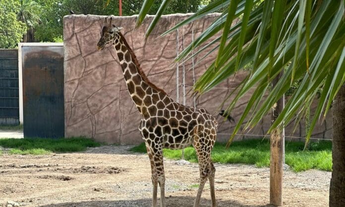Nace una jirafa en el zoológico Tamatán, en Tamaulipas