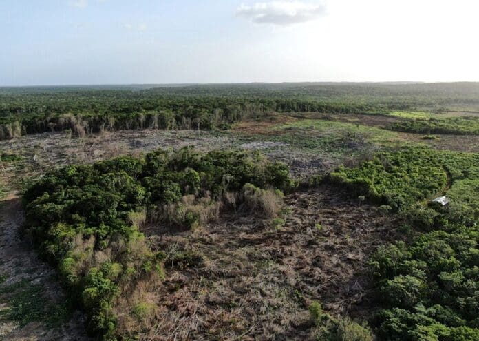 En cuatro años, la península perdió 285 mil 580 hectáreas de selva