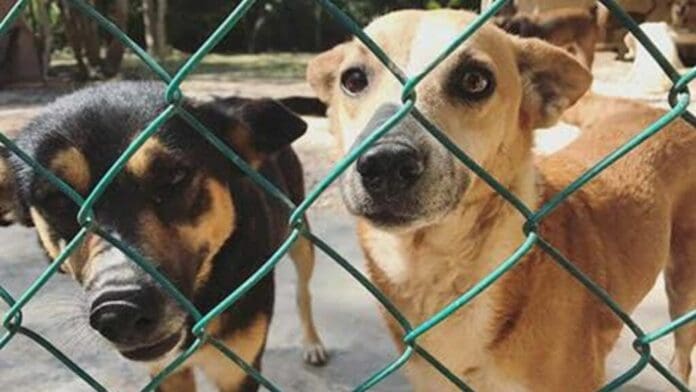 Huracán Beryl: habrá cuatro refugios temporales para mascotas en Quintana Roo