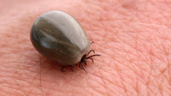 Muere niño de siete años tras ser mordido por garrapata en Mexicali, Baja California