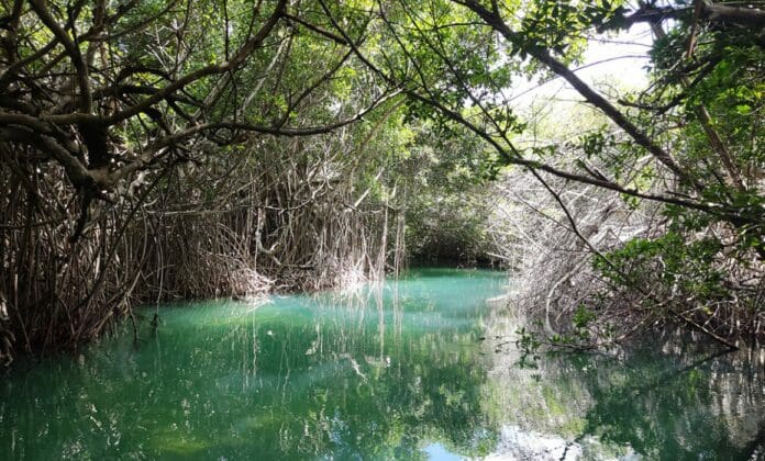 Así es como los manglares nos protegen del efecto de los huracanes