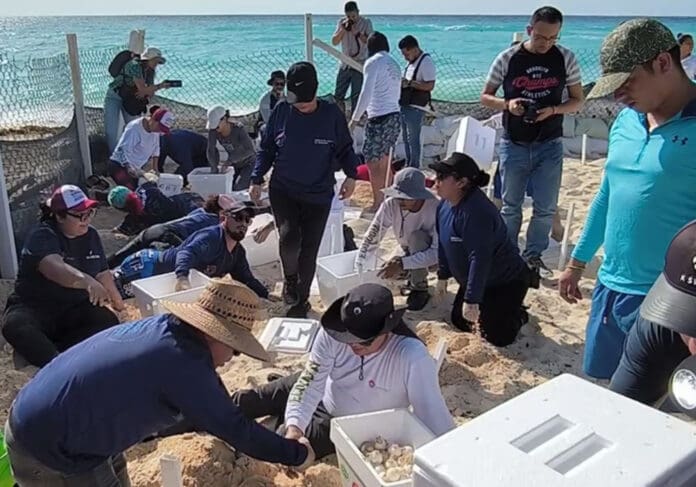 Video: Voluntarios intentan resguardar más de 105 mil huevos de tortuga marina en playas de Cancún ante llegada del huracán Beryl