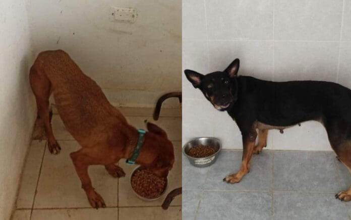Playa del Carmen se preparó para la llegada de “Beryl”. Además de proteger oficinas y viviendas también se cuidó a los animales. 