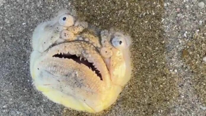 Captan en una playa de Singapur un pez Observador de Estrellas de nariz larga