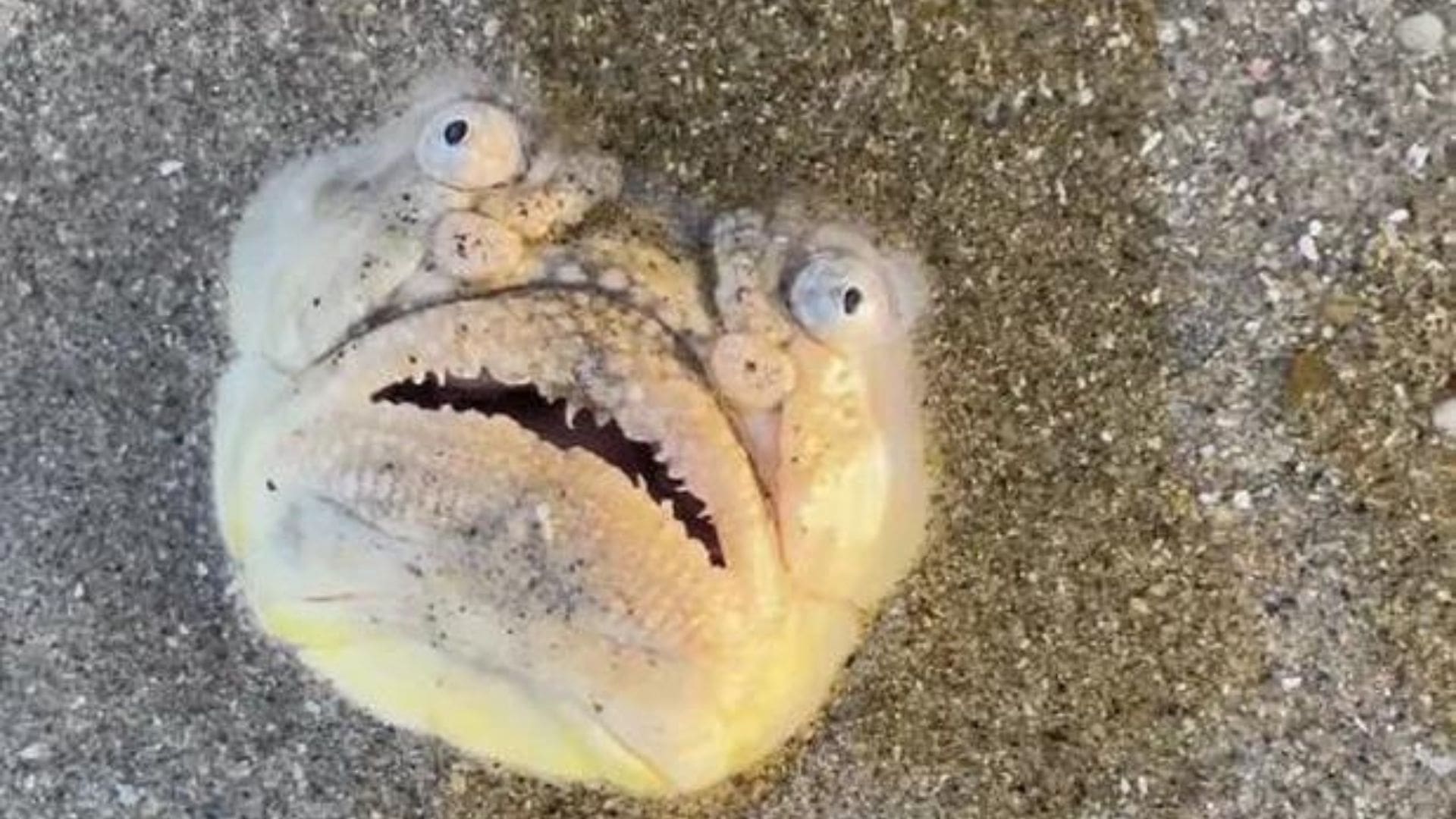 Captan en una playa de Singapur un pez Observador de Estrellas de nariz larga