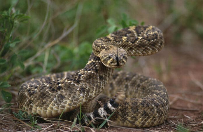 Serpiente murió tras ser mordida por un hombre en la India