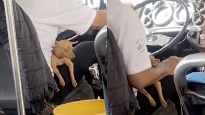 VIDEO: Conductor lleva perrito a su trabajo y este se duerme junto a él