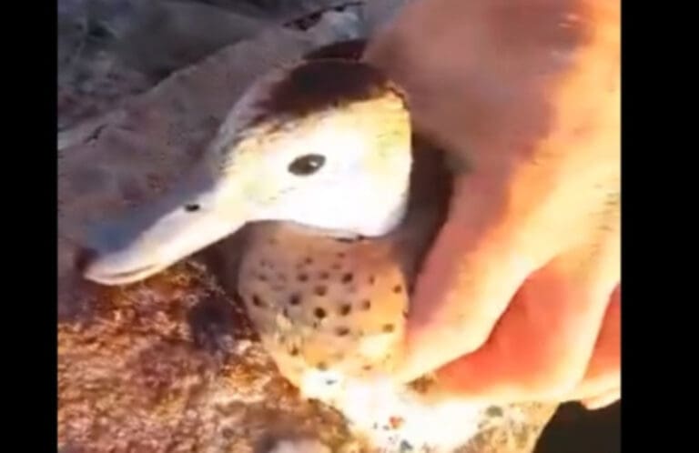 Video: Despegan a un pato que quedó adherido a una superficie congelada en Argentina