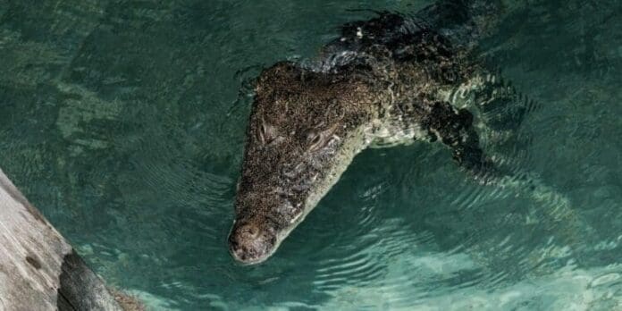 Captan a cocodrilo nadando en Playa Langosta de Cancún