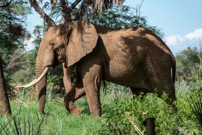 Un turista español falleció aplastado por un elefante cuando se aproximó para intentar tomar fotografías en un parque nacional en Sudáfrica.