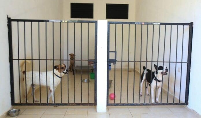 Hasta 15 reportes de perritos abandonados en azoteas de Playa del Carmen recibió el Centro de Control Animal antes del huracán.