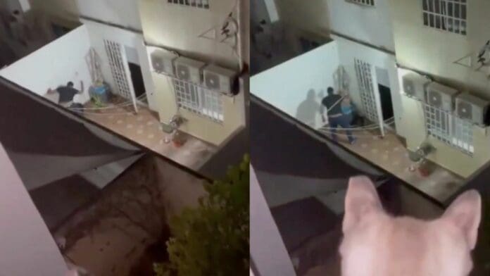 VIDEO: Captan a sujeto golpeando salvajemente a su perrito en Playa del Carmen