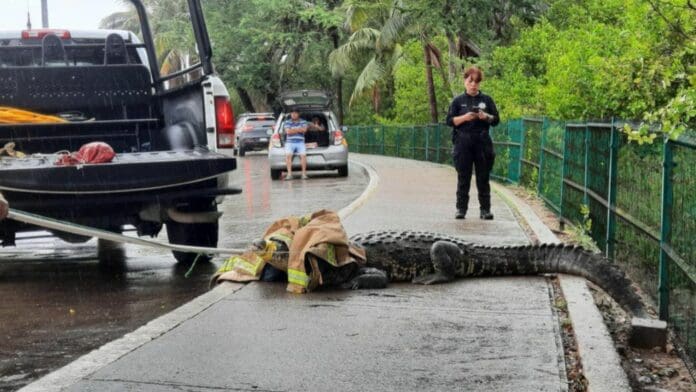 Capturan en Tamaulipas a 165 cocodrilos en zonas urbanas