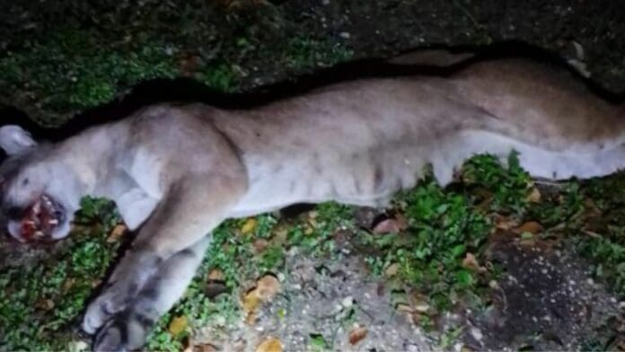 Atropellamiento de puma en la carretera Playa del Carmen-Tulum destaca la urgencia de pasos de fauna