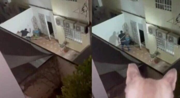 Autoridades de Playa del Carmen confirmaron que se interpuso una denuncia contra el sujeto que fue captado golpeando a sus perritos.