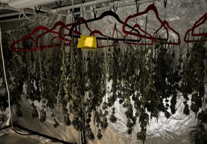 Autoridades desmantelan invernadero en el que cultivaban y procesaban marihuana en Cancún