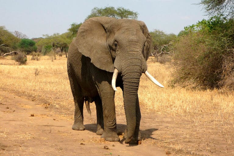 Video: Elefante aplasta a joven que le arrojó piedras a su manada en la India