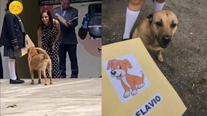 Conoce a Flavio, el perrito que se graduó de la primaria en Guadalajara