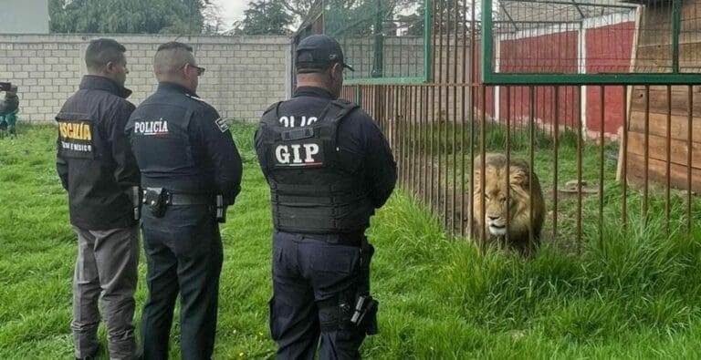 Aseguran a un león, mapaches y armas en Zinacantepec, Edomex
