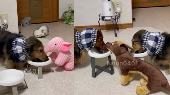 VIDEO: Perrito se hace viral por invitar a 