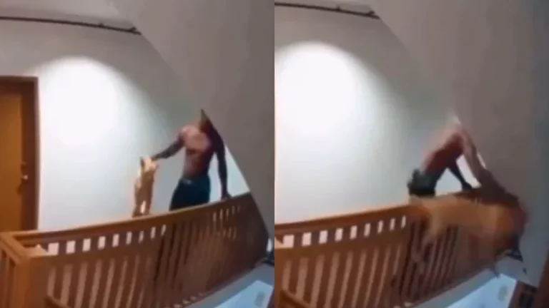 VIDEO: Hombre arroja a su cachorro de siete meses por las escaleras de un apartamento