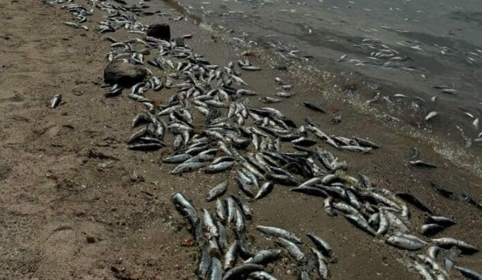 Decenas de peces muertos han aparecido en las últimas horas en el malecón de La Paz, Baja California Sur. Hay preocupación.