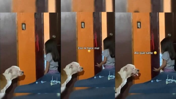 Video: Niña regaña a su perro porque se comió su nugget