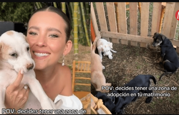 Novia usa su boda para dar en adopción a 'perritos huérfanos'