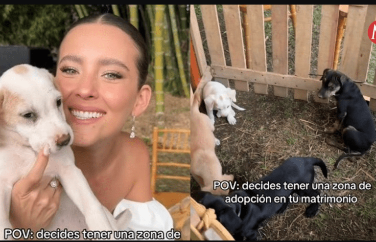 Novia usa su boda para dar en adopción a 'perritos huérfanos'