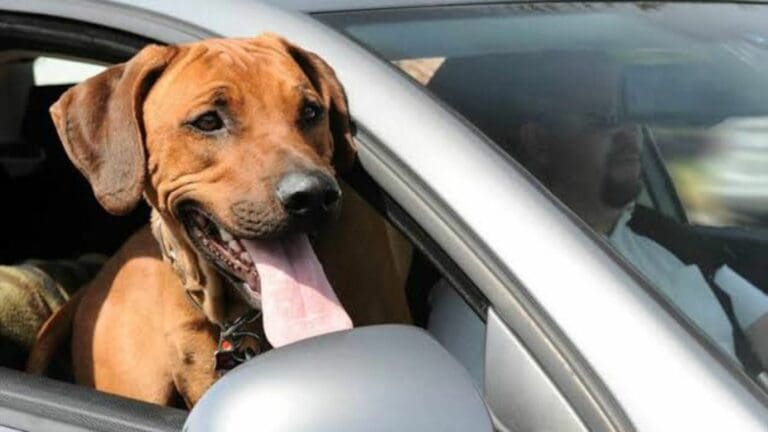Ahora podrás viajar con tu mascota con “Uber Pet”; el servicio estará disponible en más de 10 ciudades de México