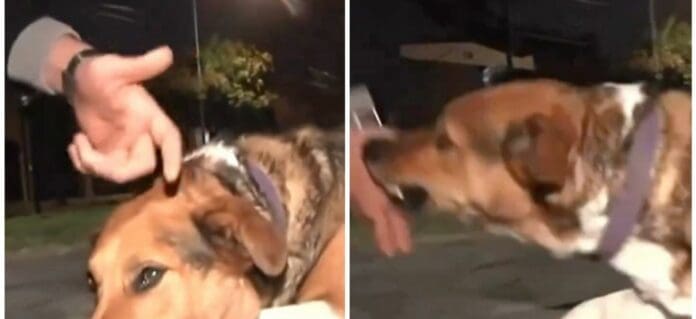 VIDEO: Reportero defiende a perro que es llamado 