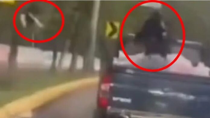 Video: Lanzan gatitos desde una camioneta en movimiento en Edomex